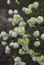 Eskimo Viburnum (Viburnum 'Eskimo') at Lakeshore Garden Centres