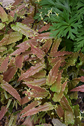 Sandy Claws Barrenwort (Epimedium wushanense 'Sandy Claws') at Lakeshore Garden Centres