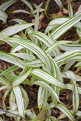Shiro-nakafu Broadleaf Sedge (Carex siderosticha 'Shiro-nakafu') at Lakeshore Garden Centres
