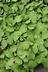 Thunderbolt Fairy Wings (Epimedium pinnatum 'Thunderbolt') at Lakeshore Garden Centres