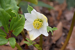 Single White Hellebore (Helleborus x hybridus 'Single White') at Lakeshore Garden Centres