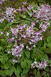 Rose Queen Bishop's Hat (Epimedium grandiflorum 'Rose Queen') at Lakeshore Garden Centres
