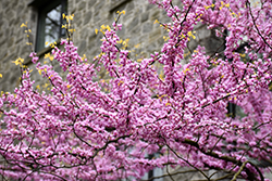 Solar Eclipse Redbud (Cercis canadensis 'JN3') at Lakeshore Garden Centres