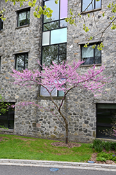 Solar Eclipse Redbud (Cercis canadensis 'JN3') at Lakeshore Garden Centres