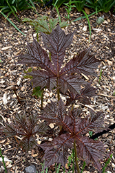 Bloody Wheels Rodgersia (Rodgersia podophylla 'Bloody Wheels') at Lakeshore Garden Centres