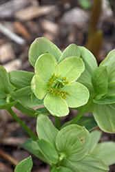Valentine Green Hellebore (Helleborus niger 'Valentine Green') at Lakeshore Garden Centres