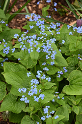 Siberian Bugloss (Brunnera macrophylla) at Lakeshore Garden Centres