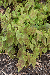 Amber Queen Barrenwort (Epimedium 'Amber Queen') at Lakeshore Garden Centres