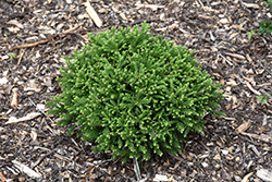 Dragon Prince Japanese Cedar (Cryptomeria japonica 'sPg-3-014') at Lakeshore Garden Centres