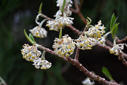 Snow Cream Oriental Paper Bush (Edgeworthia chrysantha 'Snow Cream') at Lakeshore Garden Centres