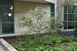 Flying Dragon Japanese Bitter Orange (Poncirus trifoliata 'Flying Dragon') at Lakeshore Garden Centres
