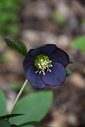 Honeymoon New York Night Hellebore (Helleborus 'New York Night') at Peter Knippel Garden Centre
