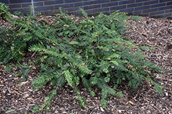 Fritz Huber Plum Yew (Cephalotaxus harringtonia 'Fritz Huber') at Lakeshore Garden Centres