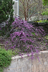 Ruby Falls Redbud (Cercis canadensis 'Ruby Falls') at Lakeshore Garden Centres