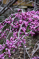 Ruby Falls Redbud (Cercis canadensis 'Ruby Falls') at Lakeshore Garden Centres
