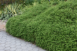 Winter Jasmine (Jasminum nudiflorum) at Lakeshore Garden Centres