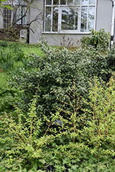 Cherry Bomb Winterberry Holly (Ilex 'Cherry Bomb') at Lakeshore Garden Centres