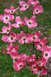 Red Flowering Dogwood (Cornus florida 'var. rubra') at Lakeshore Garden Centres