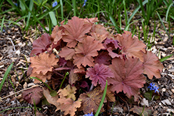 Mega Caramel Coral Bells (Heuchera 'Mega Caramel') at Lakeshore Garden Centres