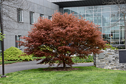 Tsukushi Gata Japanese Maple (Acer palmatum 'Tsukushi Gata') at Lakeshore Garden Centres