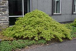 Waterfall Japanese Maple (Acer palmatum 'Waterfall') at Lakeshore Garden Centres