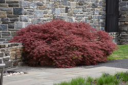 Edgewood Japanese Maple (Acer palmatum 'Edgewood') at Lakeshore Garden Centres