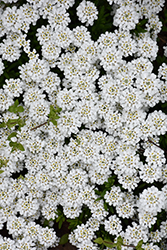 Snowflake Candytuft (Iberis sempervirens 'Snowflake') at Golden Acre Home & Garden