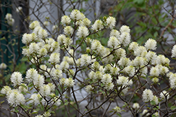 Legend Of The Fall Fothergilla (Fothergilla 'ALICE') at Mainescape Nursery
