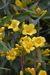 Margarita Carolina Jessamine (Gelsemium sempervirens 'Margarita') at Lakeshore Garden Centres