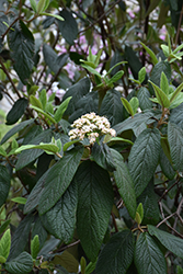 Green Trump Leatherleaf Viburnum (Viburnum rhytidophyllum 'Green Trump') at Lakeshore Garden Centres