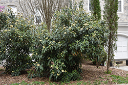 Green Trump Leatherleaf Viburnum (Viburnum rhytidophyllum 'Green Trump') at Lakeshore Garden Centres
