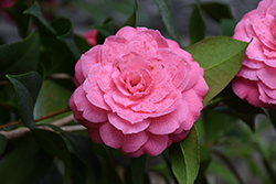 April Rose Camellia (Camellia japonica 'April Rose') at Lakeshore Garden Centres
