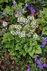 Brandywine Foamflower (Tiarella 'Brandywine') at Lakeshore Garden Centres