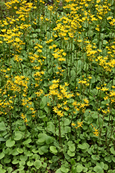 Golden Ragwort (Packera aurea) at Lakeshore Garden Centres