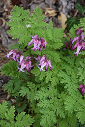 Bleeding Heart (Dicentra eximia) at The Mustard Seed