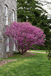 Don Egolf Miniature Redbud (Cercis chinensis 'Don Egolf') at Lakeshore Garden Centres