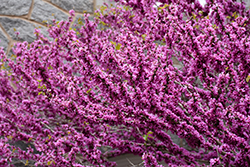 Don Egolf Miniature Redbud (Cercis chinensis 'Don Egolf') at Lakeshore Garden Centres