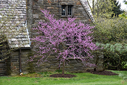 Burgundy Hearts Redbud (Cercis canadensis 'Greswan') at Lakeshore Garden Centres