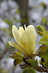 Golden Pond Magnolia (Magnolia 'Golden Pond') at Lakeshore Garden Centres