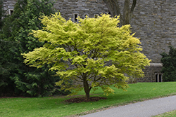Ueno Yama Japanese Maple (Acer palmatum 'Ueno Yama') at Lakeshore Garden Centres