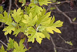 Little Honey Hydrangea (Hydrangea quercifolia 'Little Honey') at Lakeshore Garden Centres