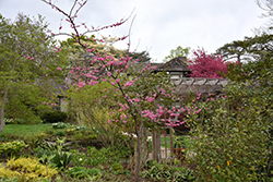 Crosswick's Red Redbud (Cercis canadensis 'Crosswick's Red') at Lakeshore Garden Centres