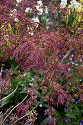 Manyo No Sato Japanese Maple (Acer palmatum 'Manyo No Sato') at Lakeshore Garden Centres