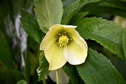 Honeymoon California Dreaming Hellebore (Helleborus 'California Dreaming') at Lakeshore Garden Centres