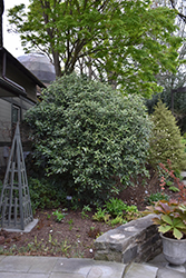 Devil Wood (Osmanthus armatus) at Lakeshore Garden Centres