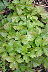 Barren Strawberry (Waldsteinia fragarioides) at Lakeshore Garden Centres