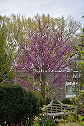 Merlot Redbud (Cercis canadensis 'Merlot') at Lakeshore Garden Centres