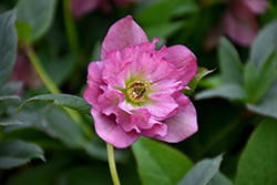 Maid Of Honor Hellebore (Helleborus 'Maid Of Honor') at Peter Knippel Garden Centre
