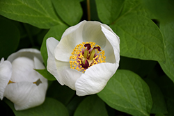 Molly-the-Witch Peony (Paeonia mlokosewitschii) at Lakeshore Garden Centres