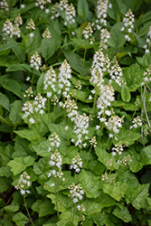 Creeping Foamflower (Tiarella cordifolia) at Peter Knippel Garden Centre
